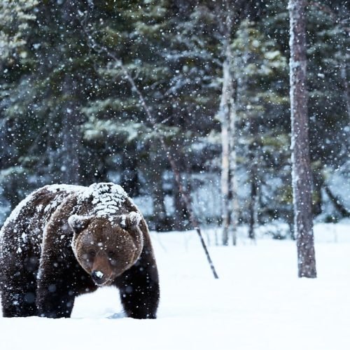 Oso Grizzly